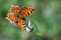 Polygonia c-album