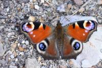 Aglais io