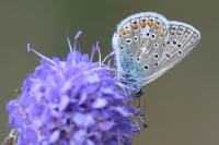 Polyommatus icarus