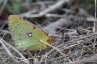 Colias crocea