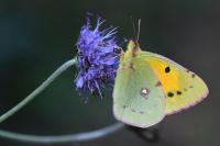 Colias crocea