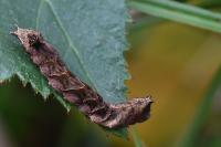 Thyatira batis