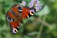 Aglais io