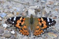 Vanessa cardui