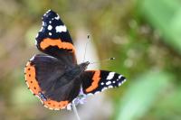 Vanessa atalanta