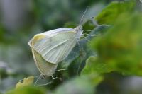 Pieris rapae