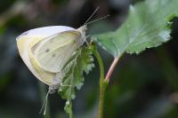 Pieris rapae