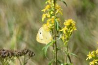 Colias crocea