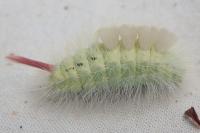 Calliteara pudibunda