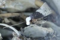 Trichophaga tapetzella