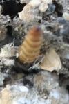 Trichophaga tapetzella