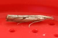 Agriphila geniculea