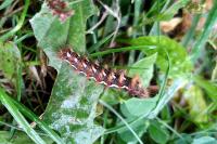 Acronicta rumicis