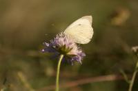 Pieris brassicae