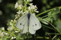 Pieris rapae