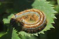 Malacosoma neustria