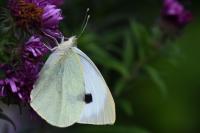 Pieris brassicae
