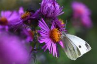 Pieris rapae
