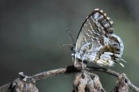 Cacyreus marshalli