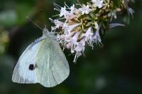 Pieris brassicae