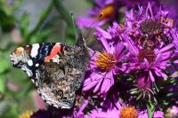 Vanessa atalanta