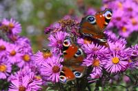 Aglais io