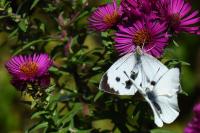 Pieris brassicae