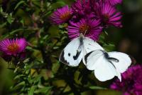 Pieris brassicae