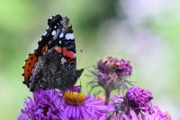 Vanessa atalanta