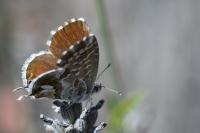 Cacyreus marshalli