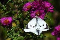 Pieris brassicae