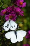 Pieris brassicae