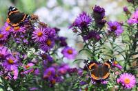 Vanessa atalanta