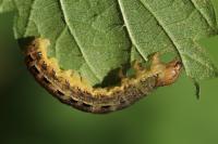 Noctua pronuba