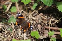 Vanessa atalanta