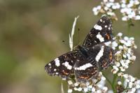 Araschnia levana