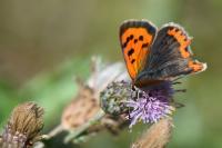 Lycaena phlaeas