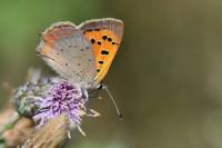 Lycaena phlaeas