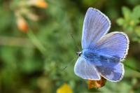 Polyommatus icarus