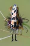 Zygaena fausta