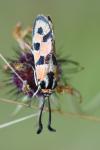 Zygaena fausta
