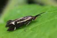 Esperia sulphurella