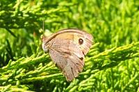 Maniola jurtina