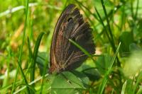 Maniola jurtina