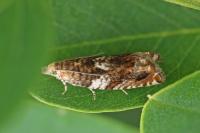 Epinotia abbreviana