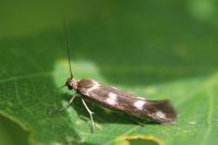 Scythris scopolella