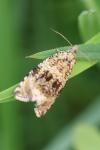Celypha lacunana