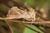 Macdunnoughia confusa