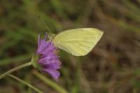 Pieris rapae