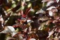 Vanessa atalanta